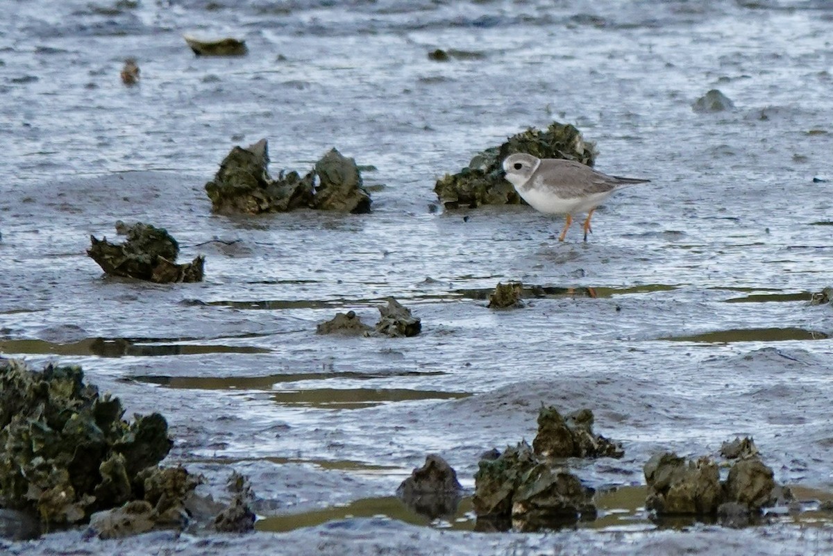 Piping Plover - ML645274115