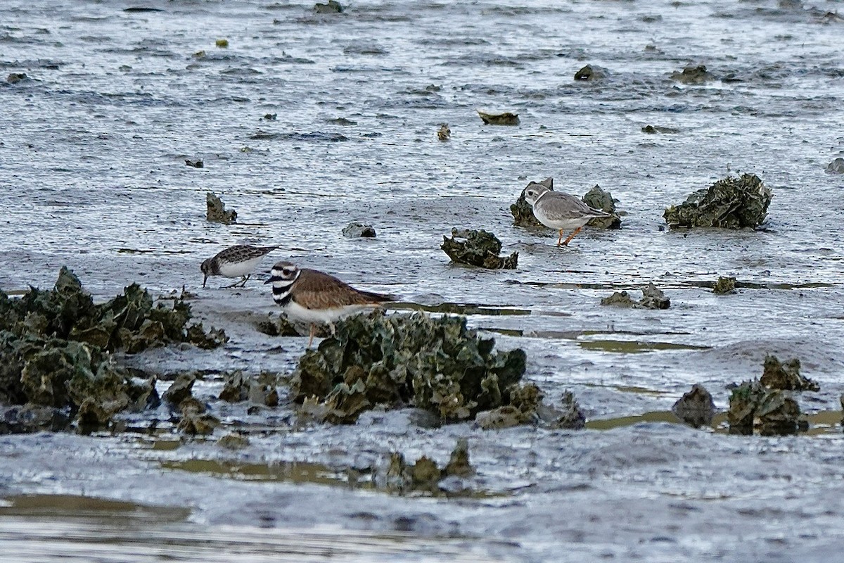 Piping Plover - ML645274116