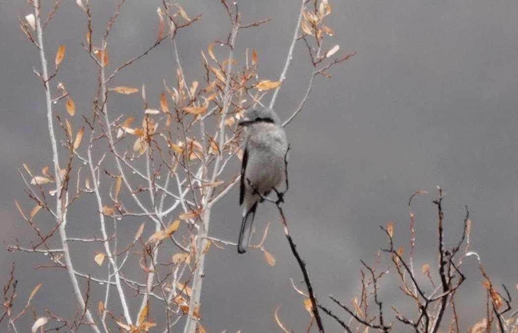 Taigaraubwürger - ML645274117