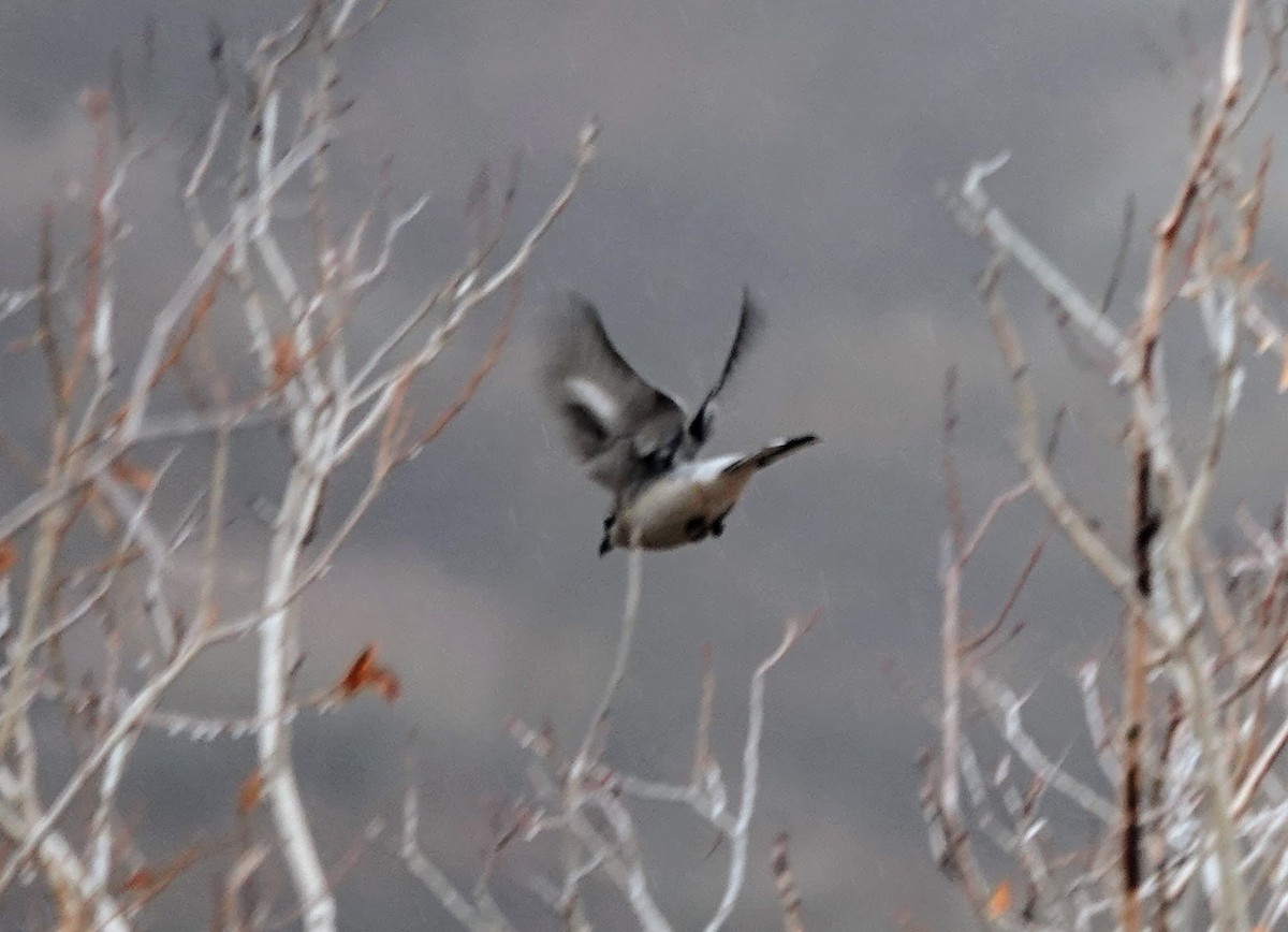 Taigaraubwürger - ML645274118