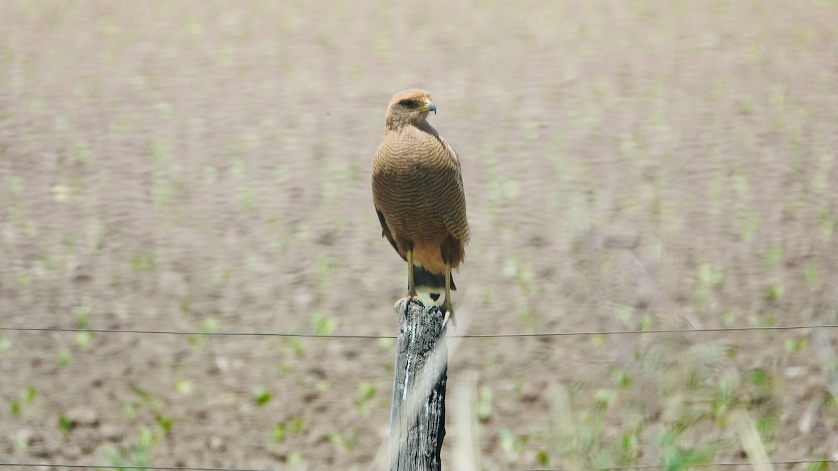 Саванный крабоед - ML645274127