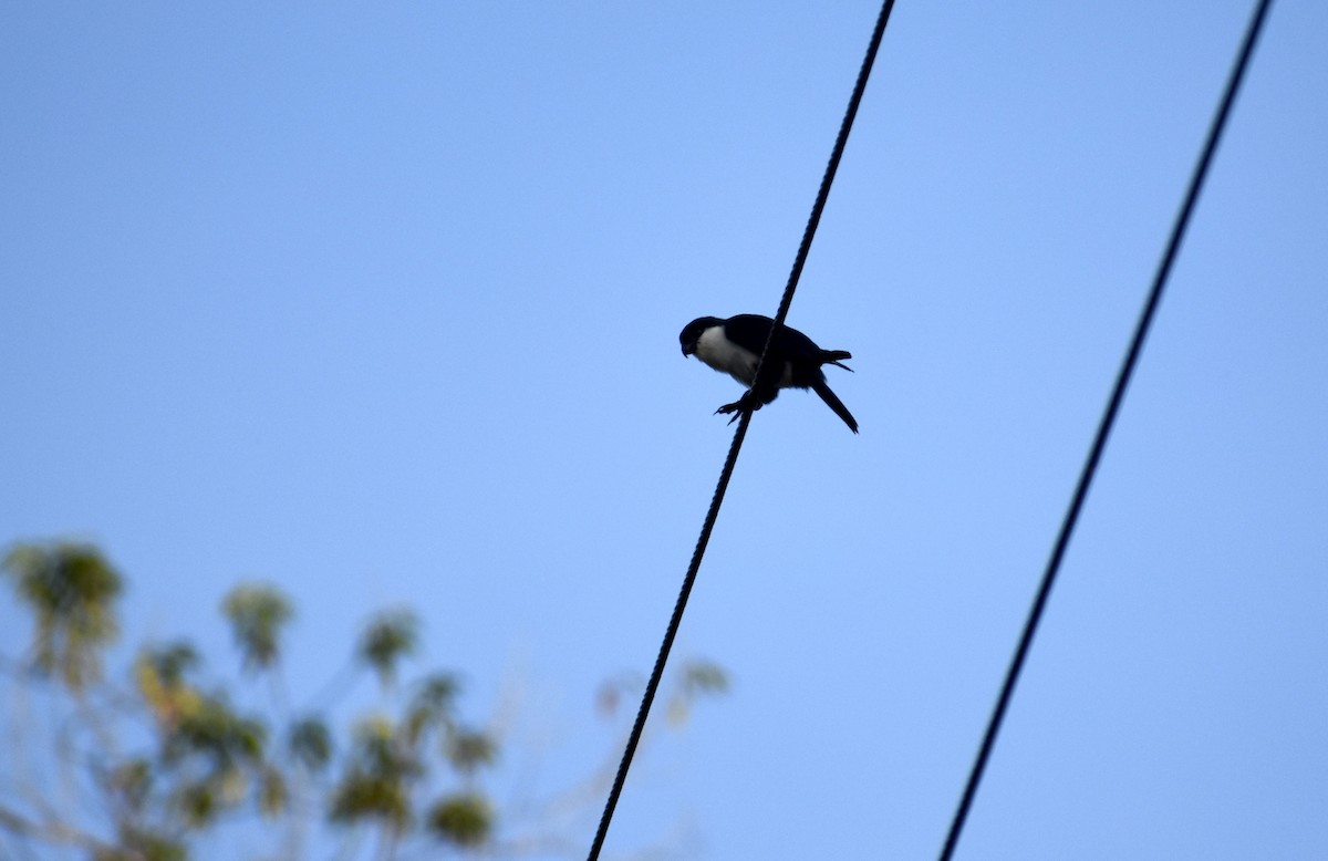 Philippine Falconet - ML645274129