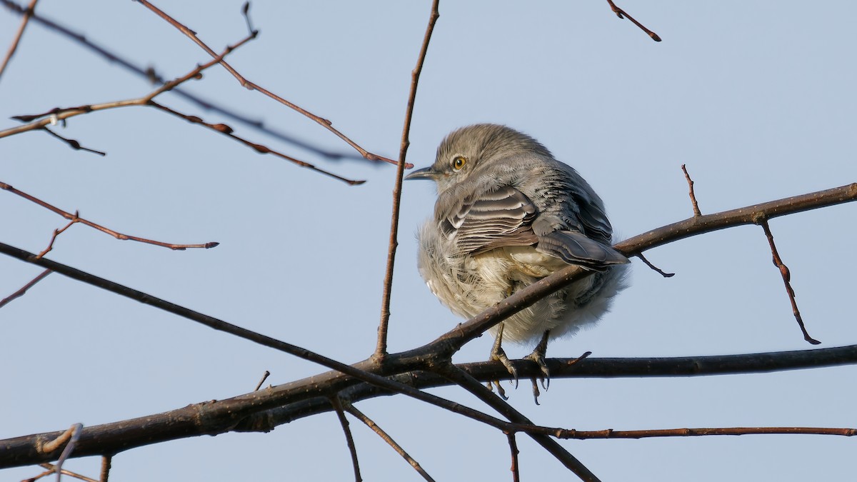 Northern Mockingbird - ML645274130