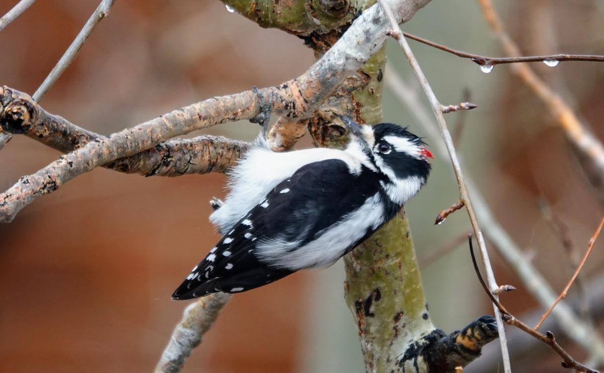 Dunenspecht - ML645274131