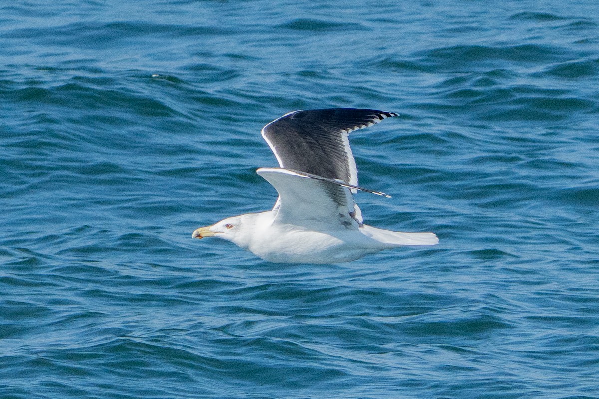 Büyük Kara Sırtlı Martı - ML645274136