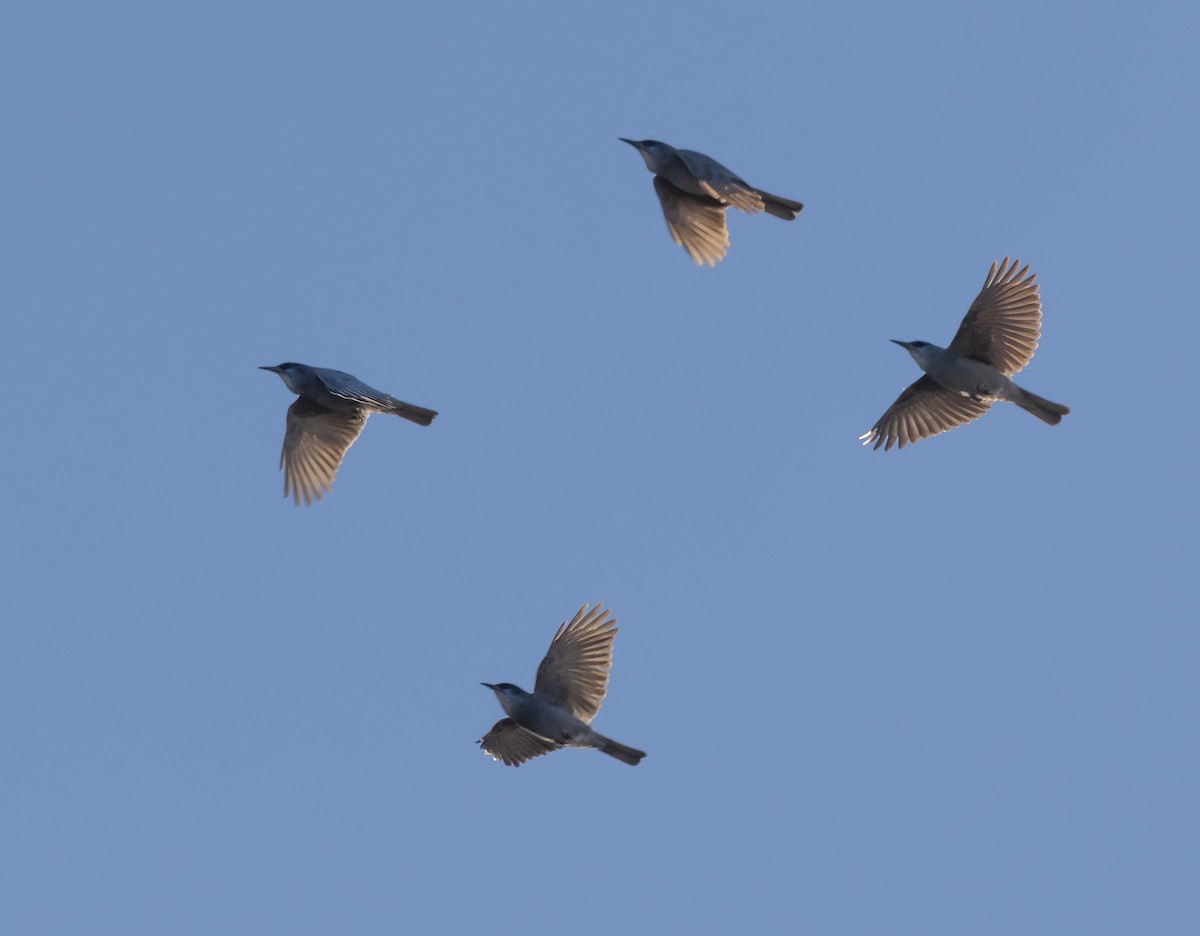 Pinyon Jay - ML645274137