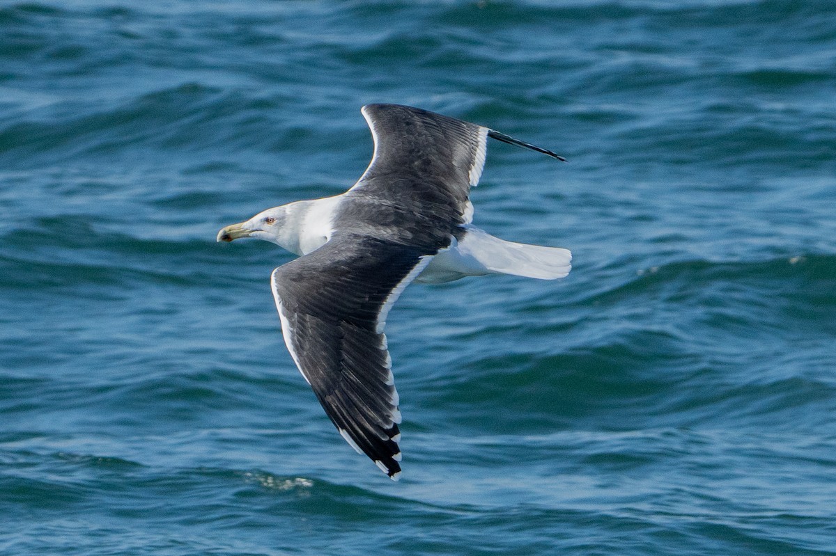 Büyük Kara Sırtlı Martı - ML645274139