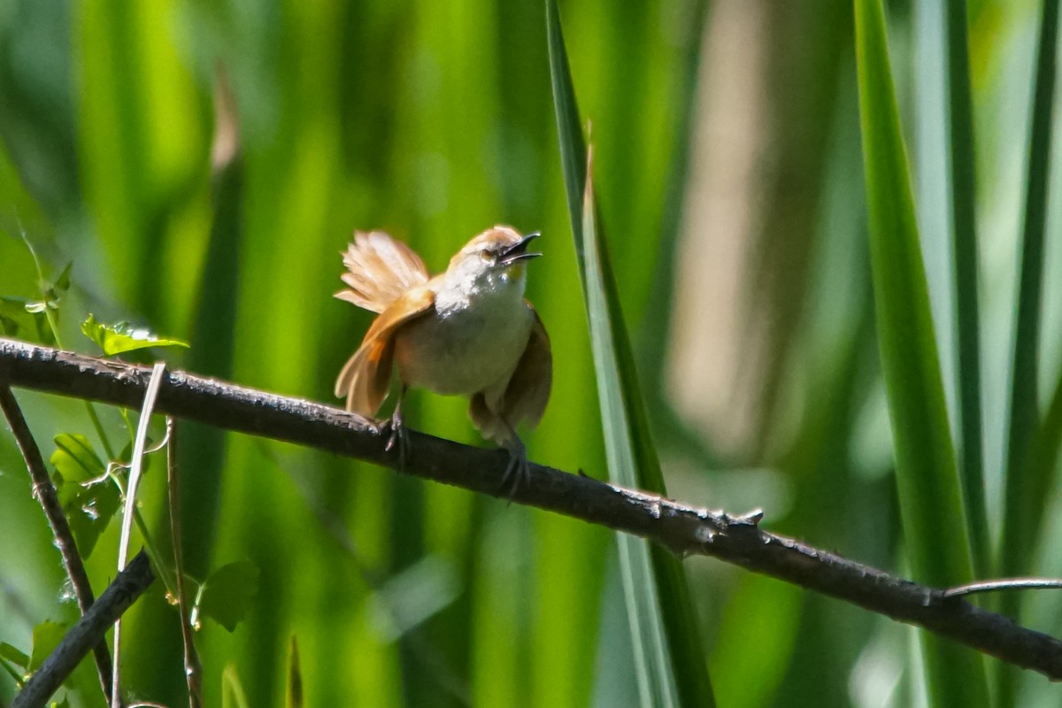 キバシリカマドドリ - ML645274157