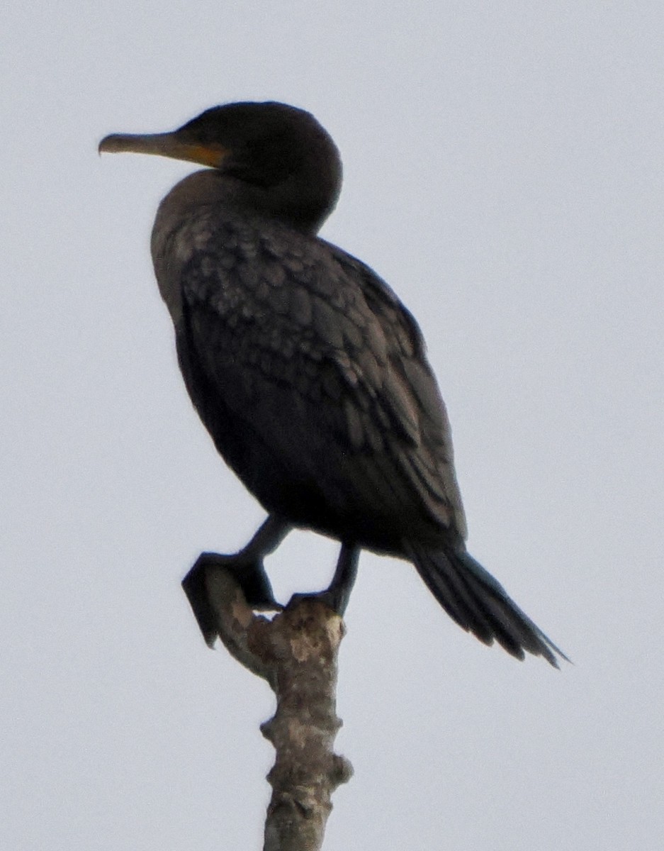 Double-crested Cormorant - ML645274195