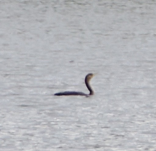 Double-crested Cormorant - ML645274196