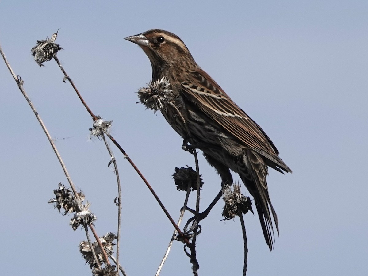 Red-winged Blackbird - ML645274197