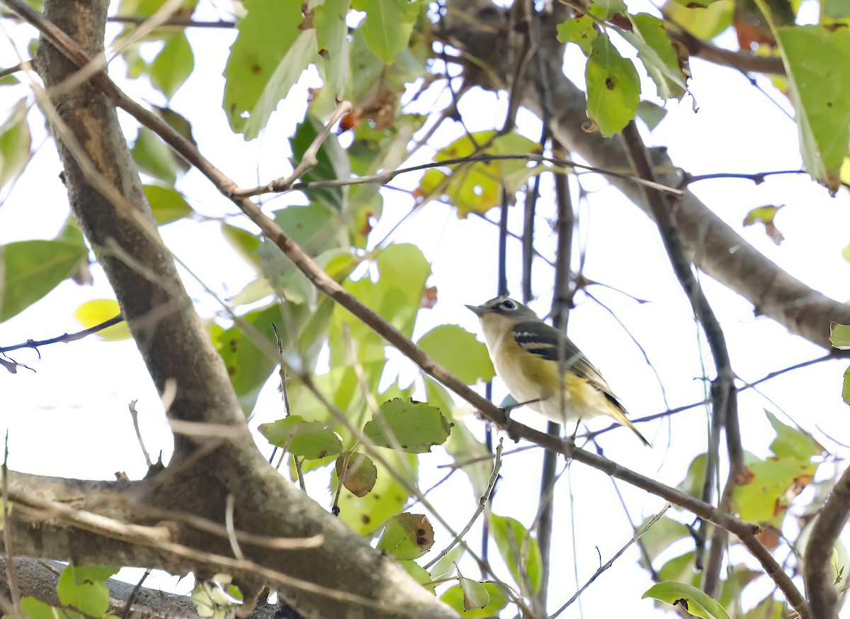 フタスジモズモドキ - ML645274202