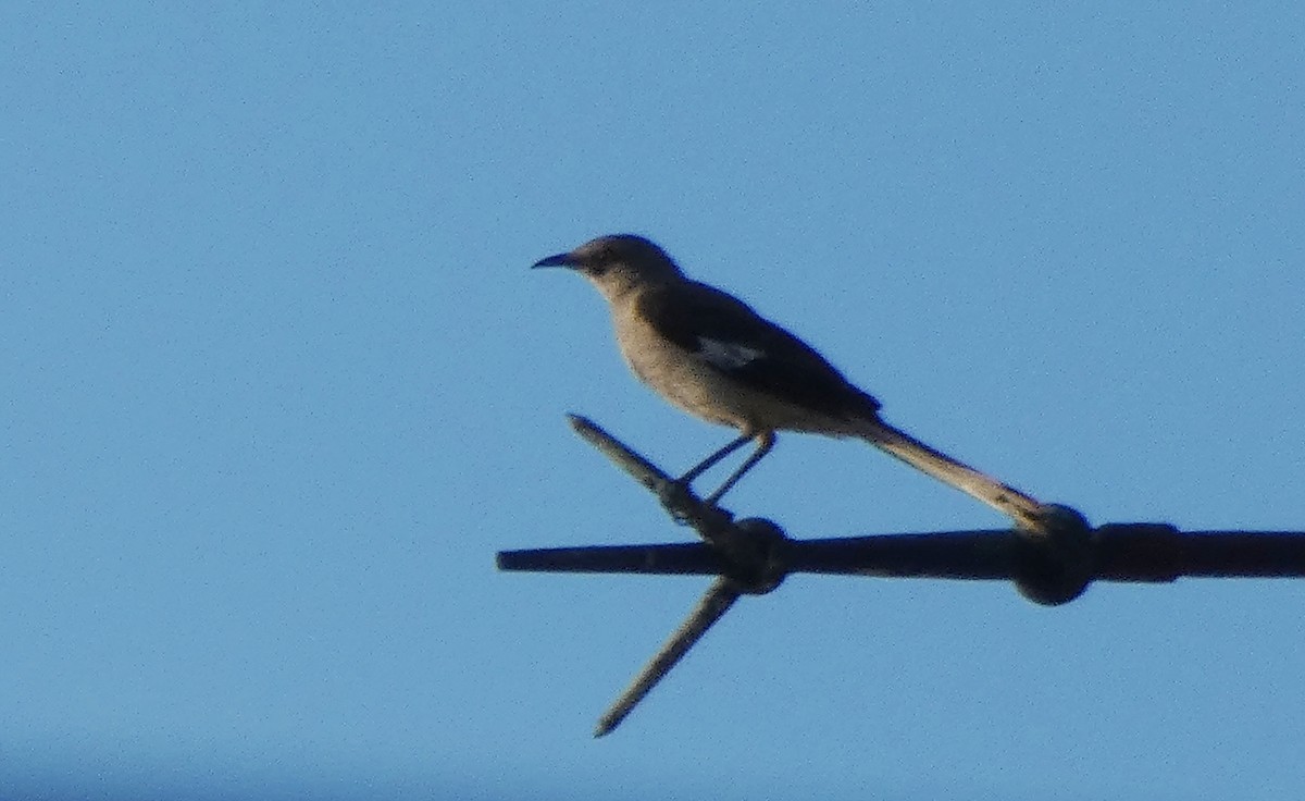 Northern Mockingbird - ML645274204