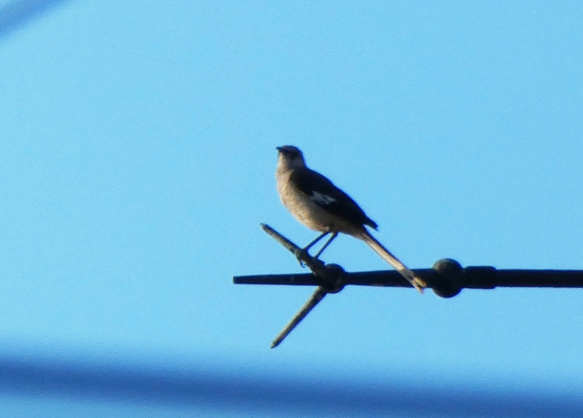 Northern Mockingbird - ML645274205