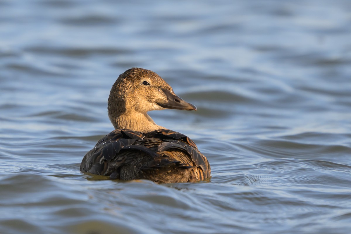 Eider à tête grise - ML645274215