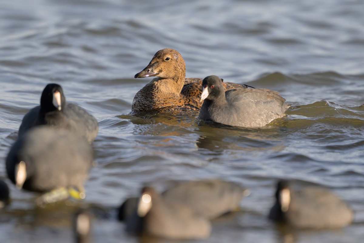 Eider à tête grise - ML645274216