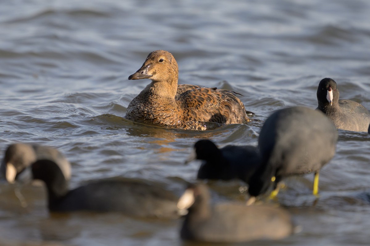 Eider à tête grise - ML645274217