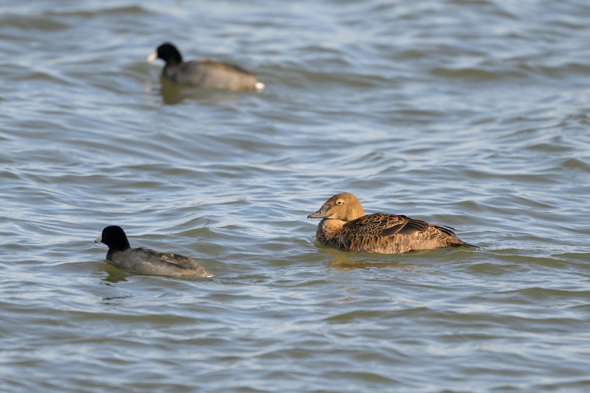 Eider à tête grise - ML645274218