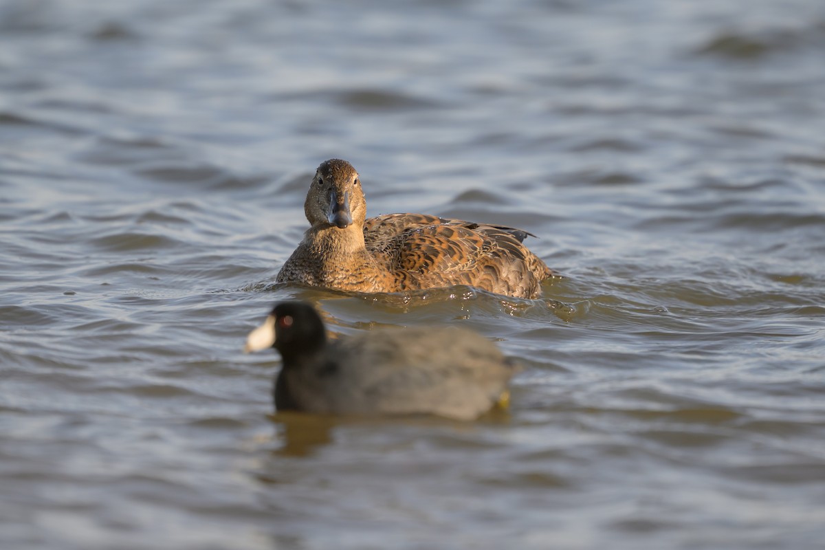 Eider à tête grise - ML645274219