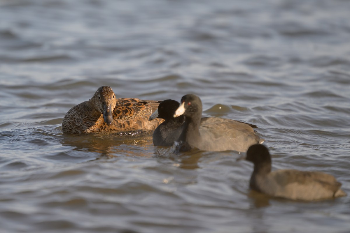 Eider à tête grise - ML645274220