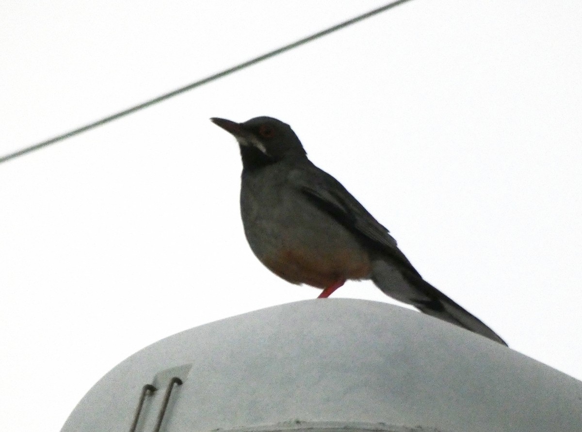 Western Red-legged Thrush - ML645274223