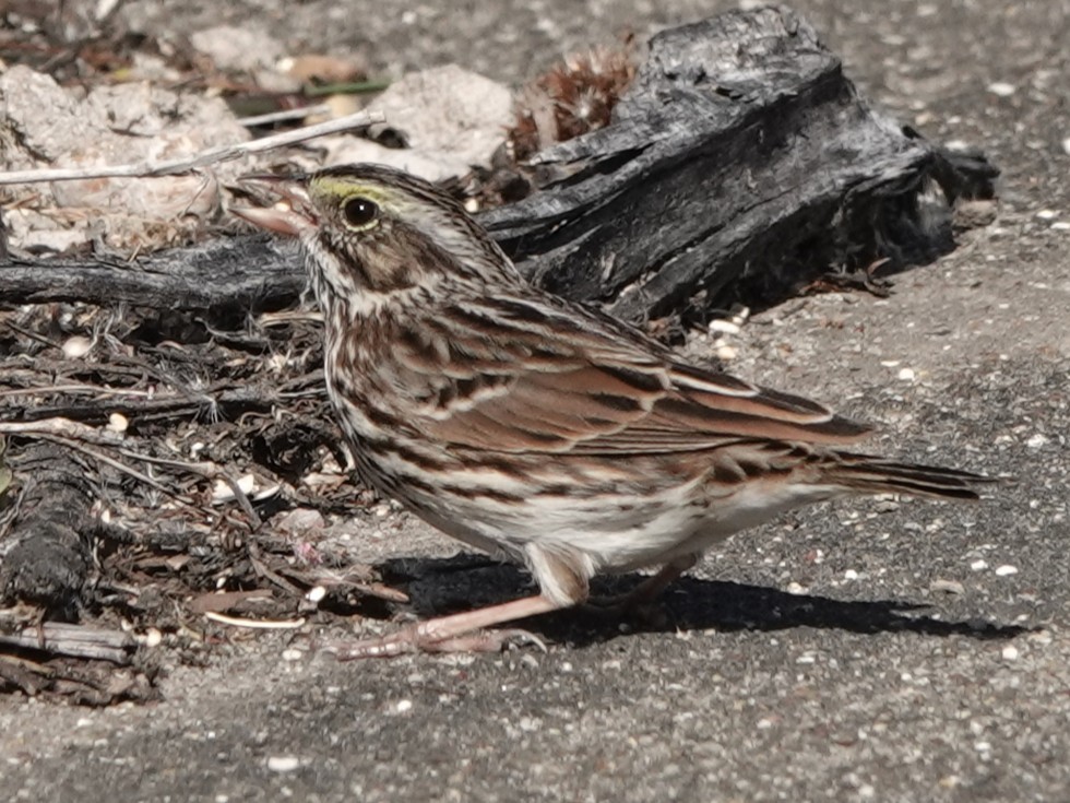 Savannah Sparrow - ML645274225