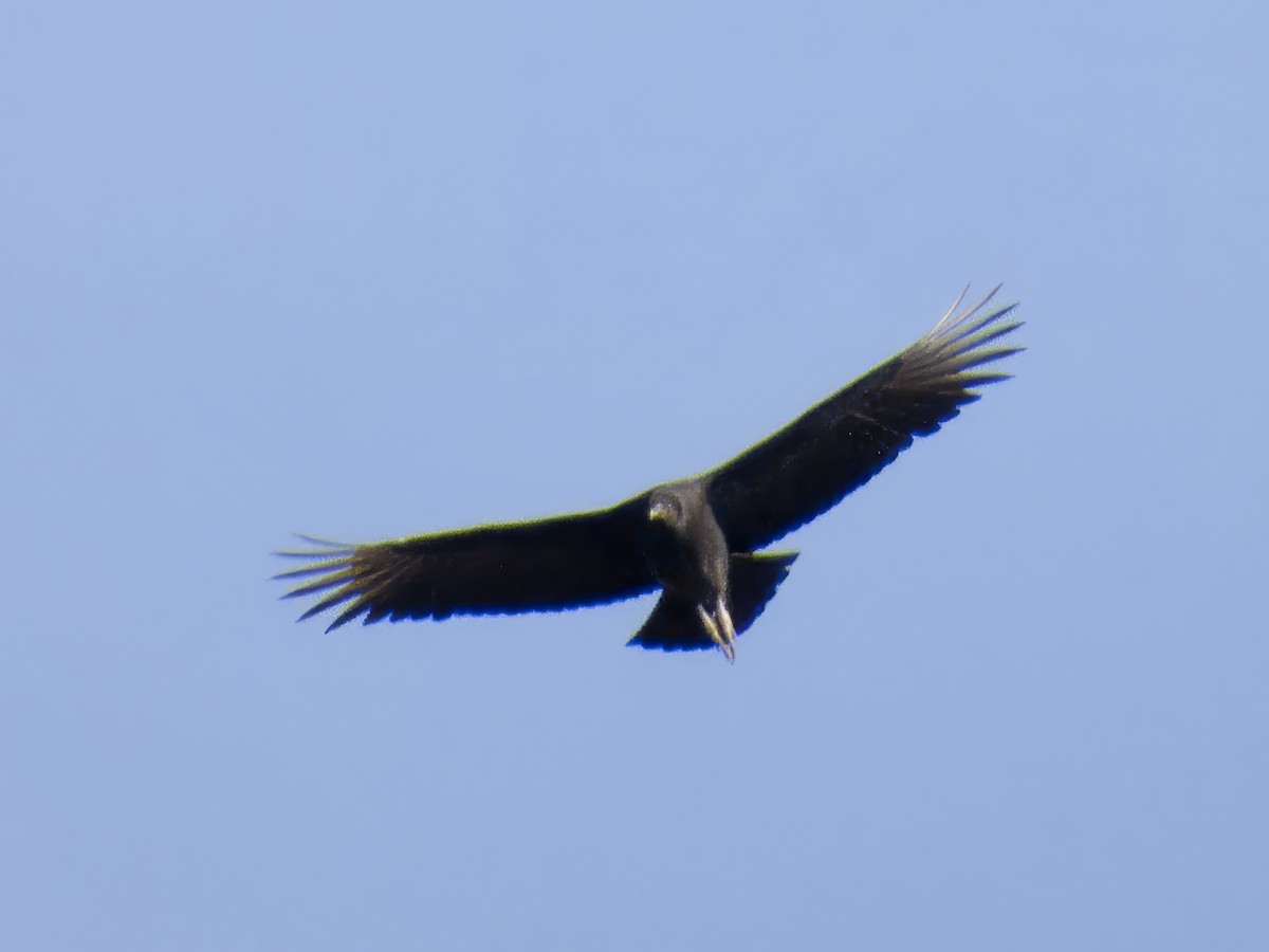 Black Vulture - ML645274228