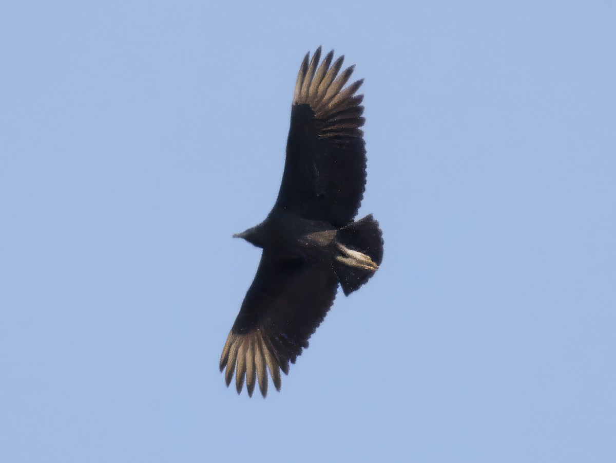 Black Vulture - ML645274229
