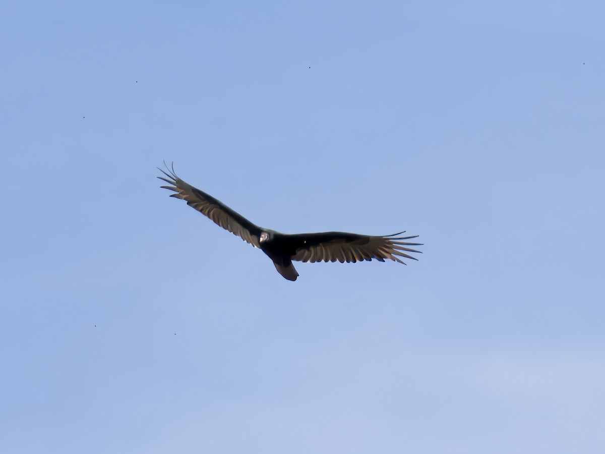 Turkey Vulture - ML645274246