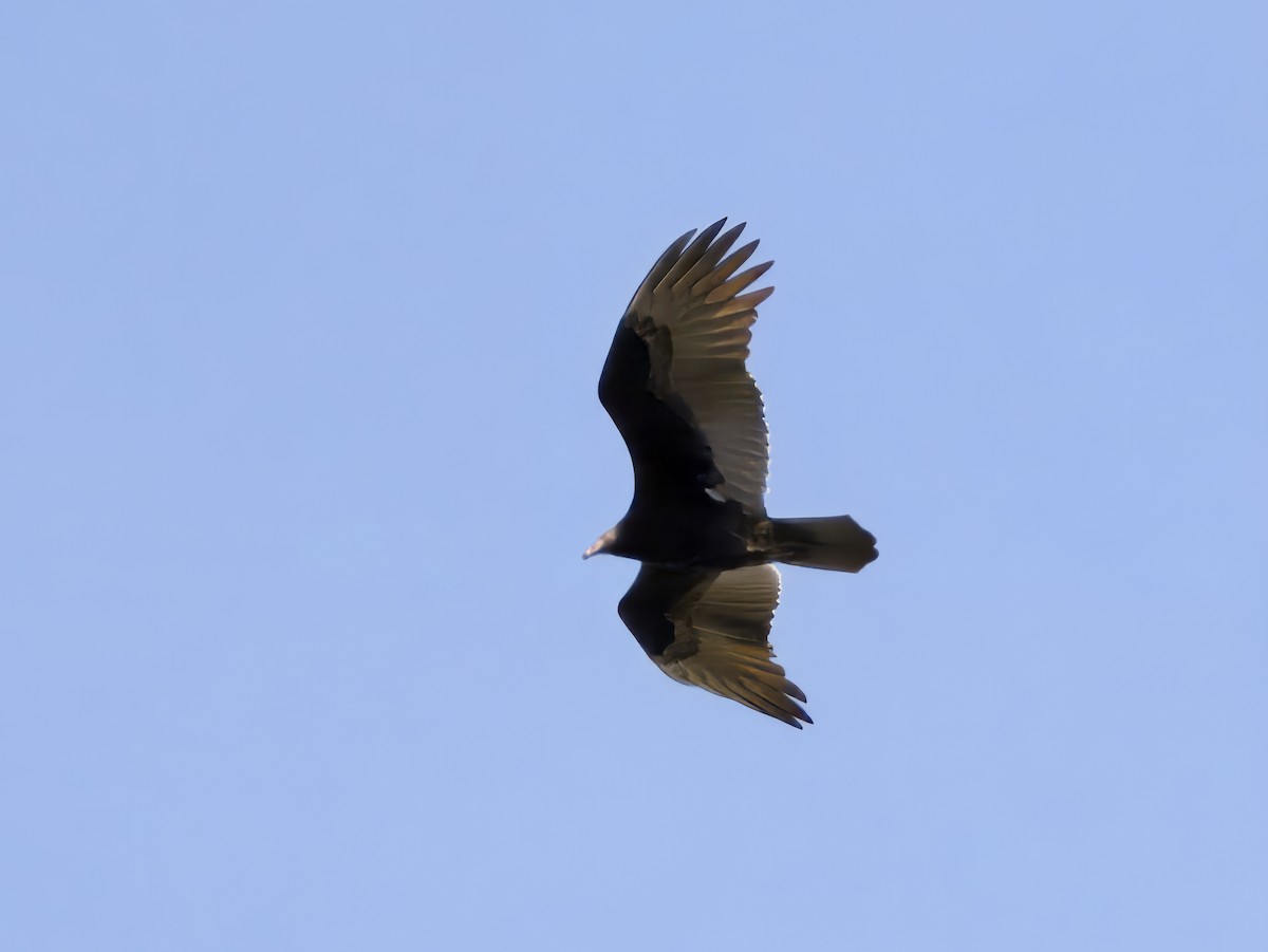 Turkey Vulture - ML645274247