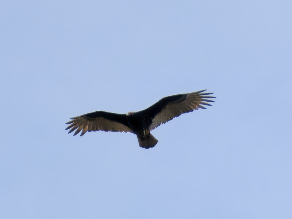Turkey Vulture - ML645274248