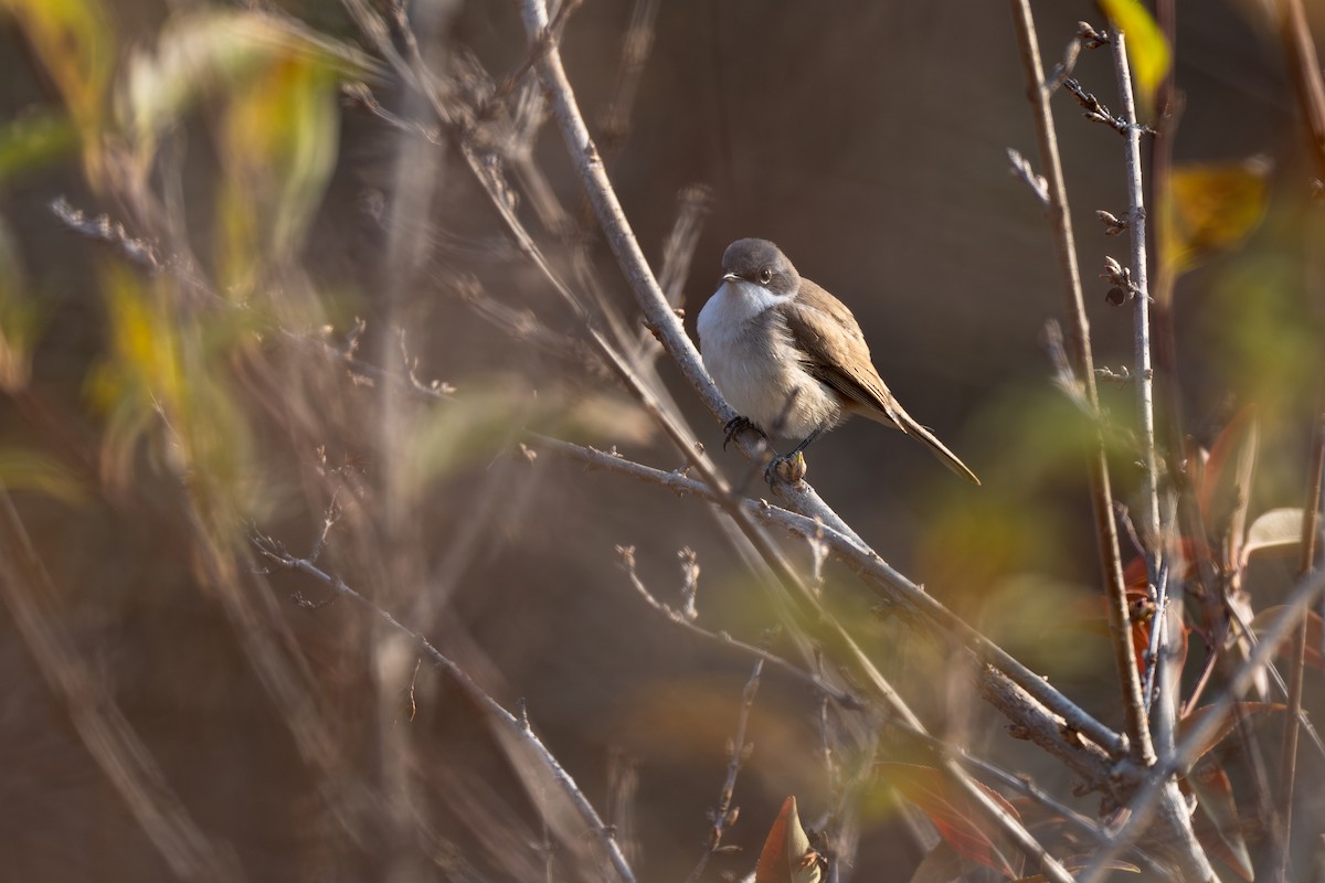 Lesser Whitethroat - ML645274251
