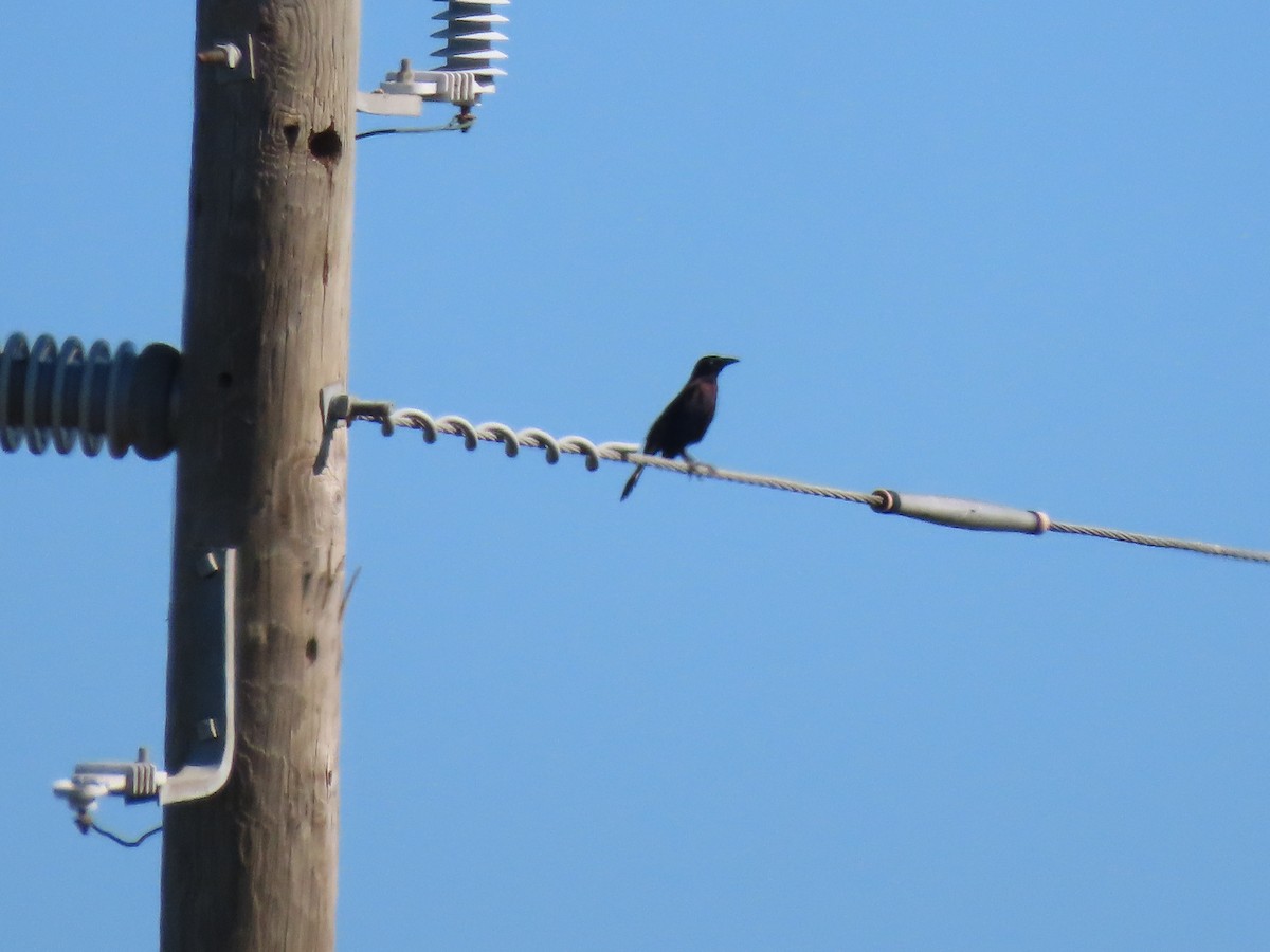 Common Grackle - ML645274265