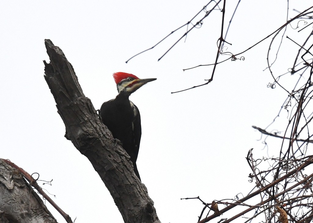 Pileated Woodpecker - ML645274276