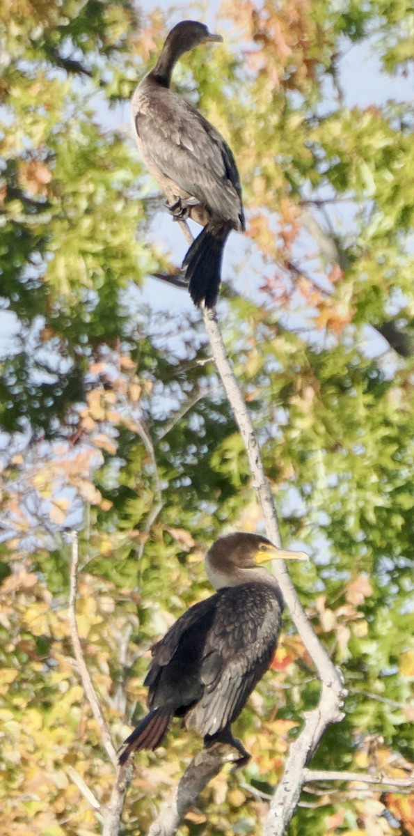Double-crested Cormorant - ML645274294