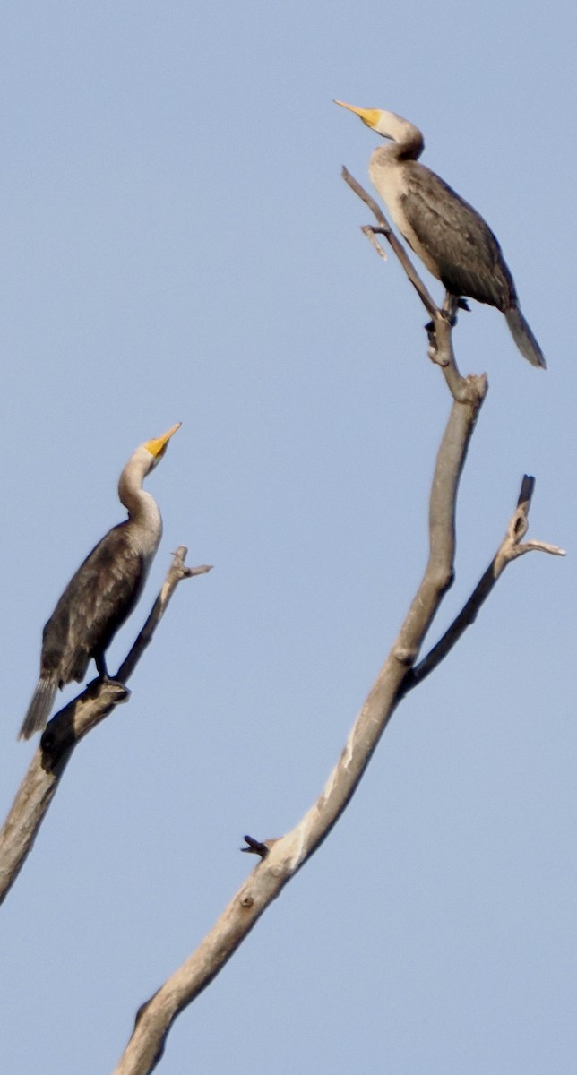 Double-crested Cormorant - ML645274295