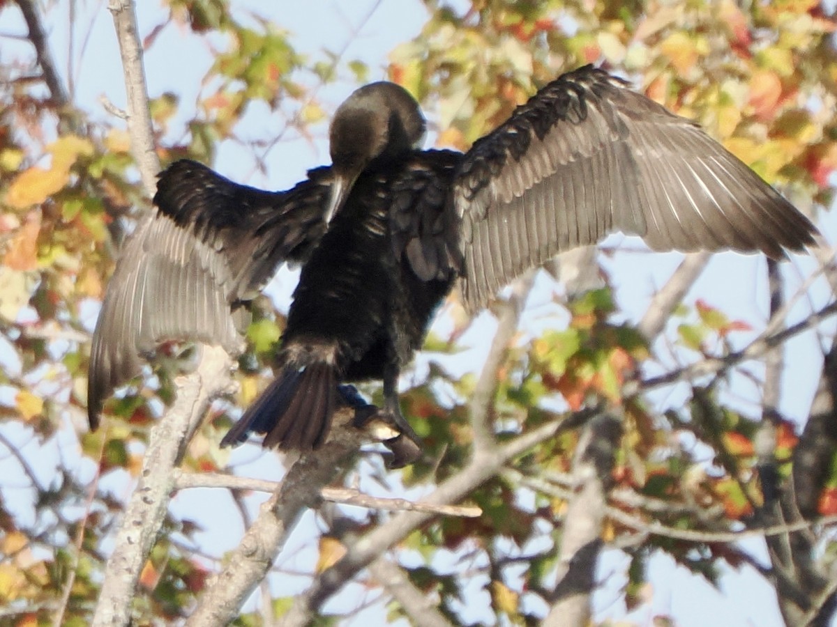 Double-crested Cormorant - ML645274296