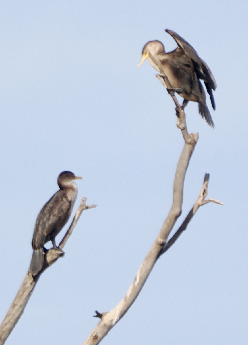 Double-crested Cormorant - ML645274297