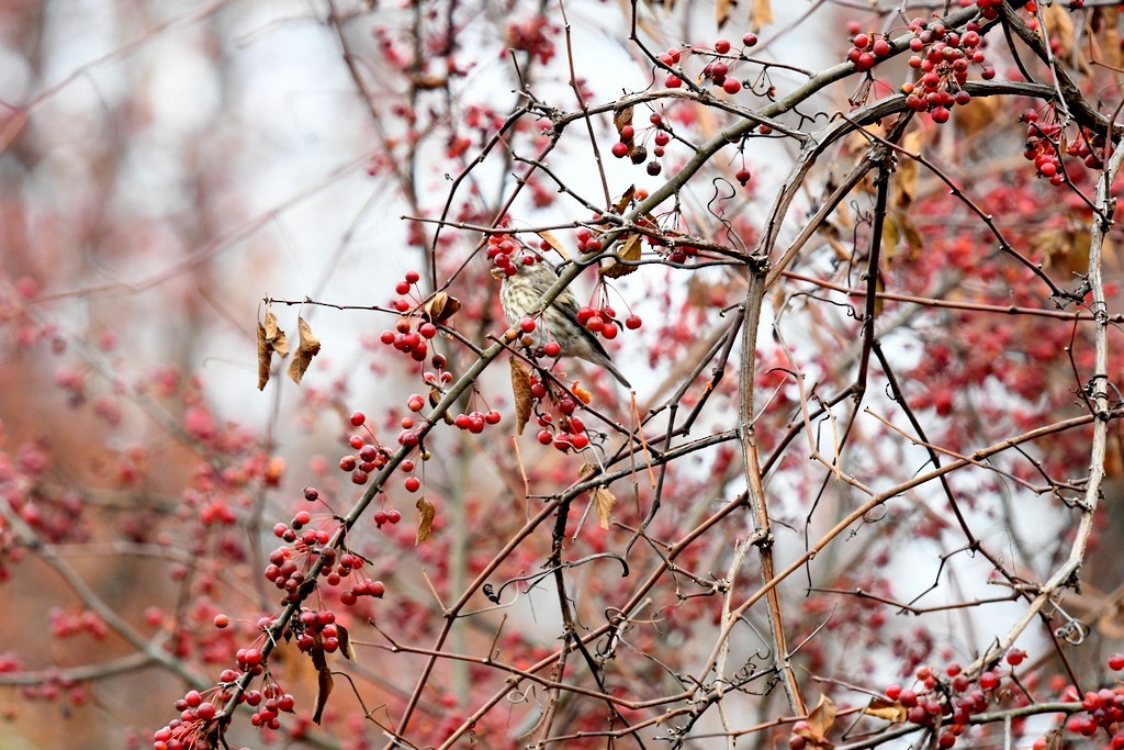 purpurfink - ML645274312