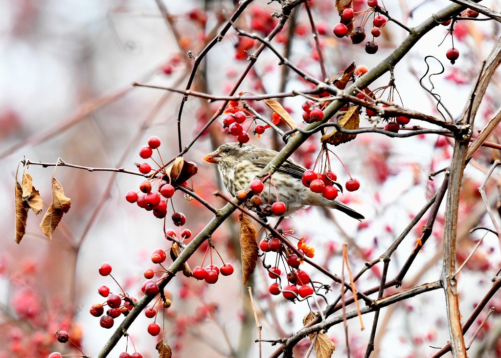 purpurfink - ML645274313