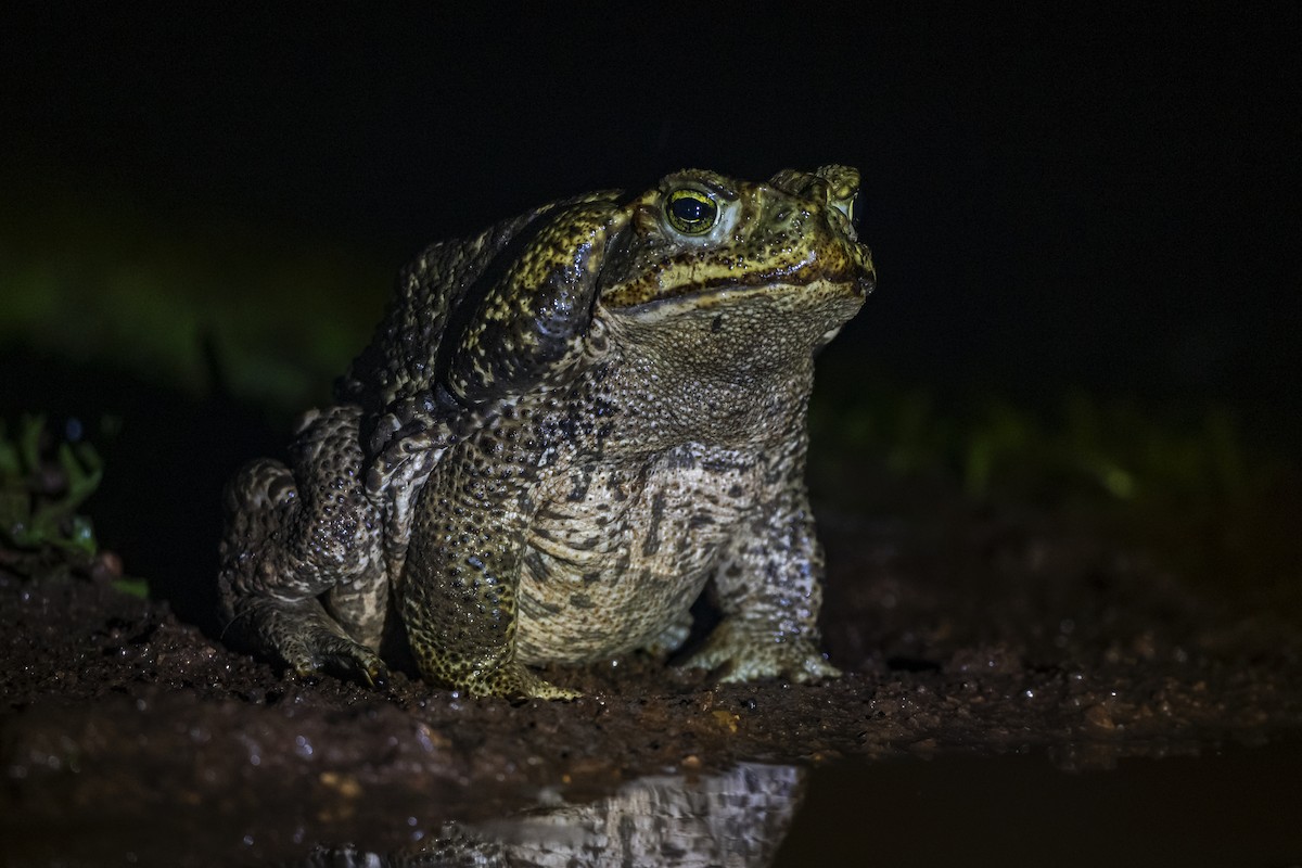 ML645274318 - Cururu Toad - Macaulay Library