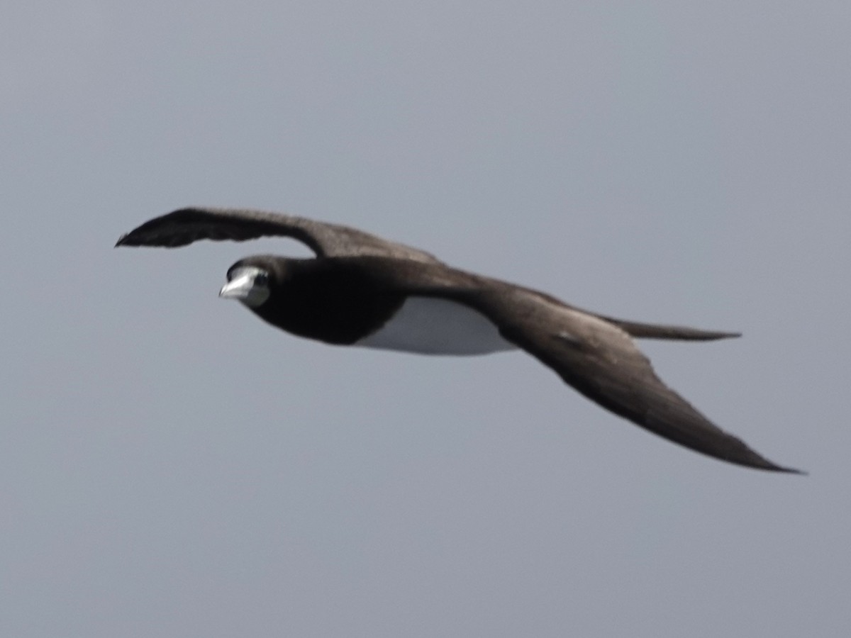 Brown Booby - ML645274326