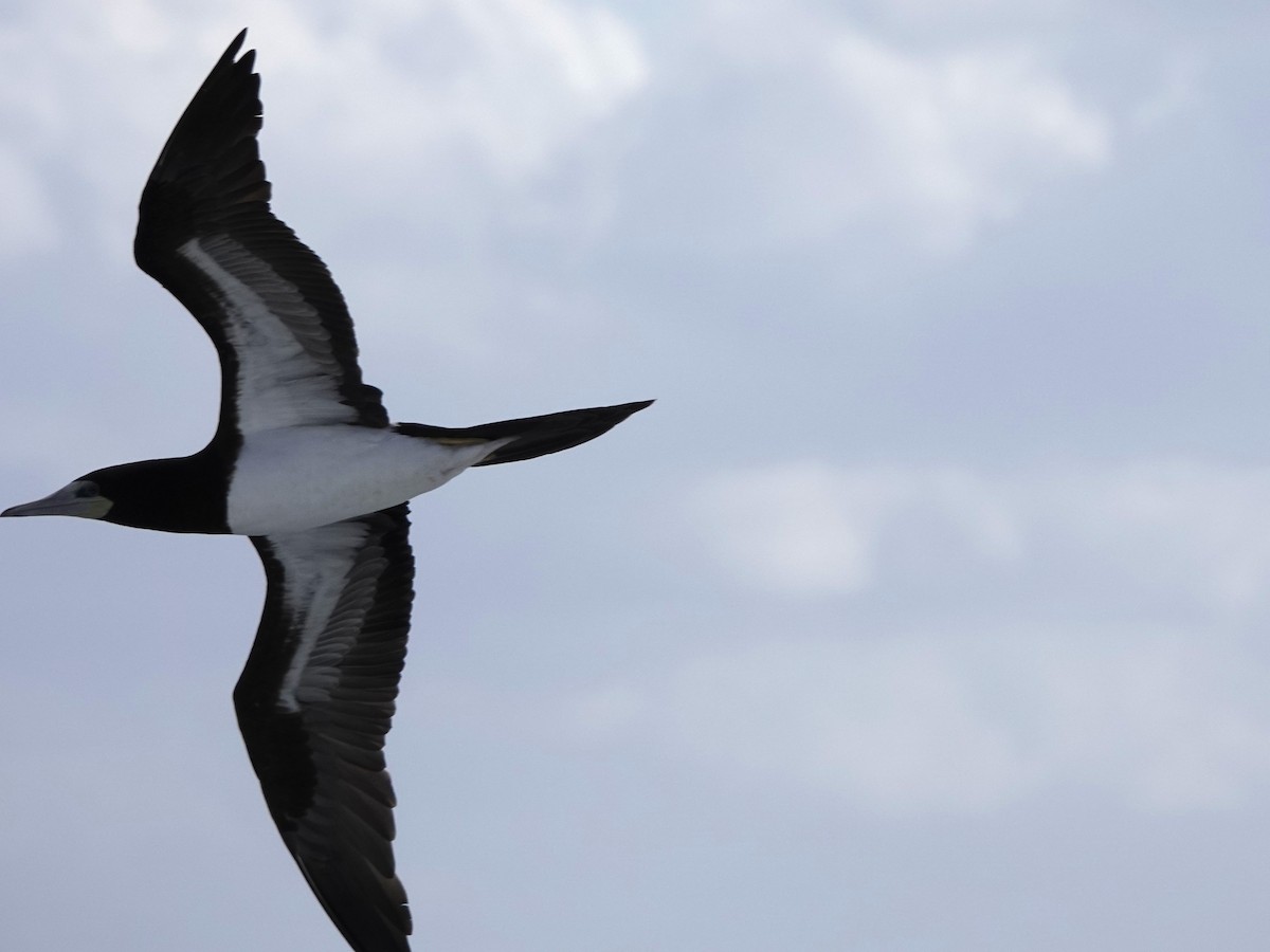 Brown Booby - ML645274327