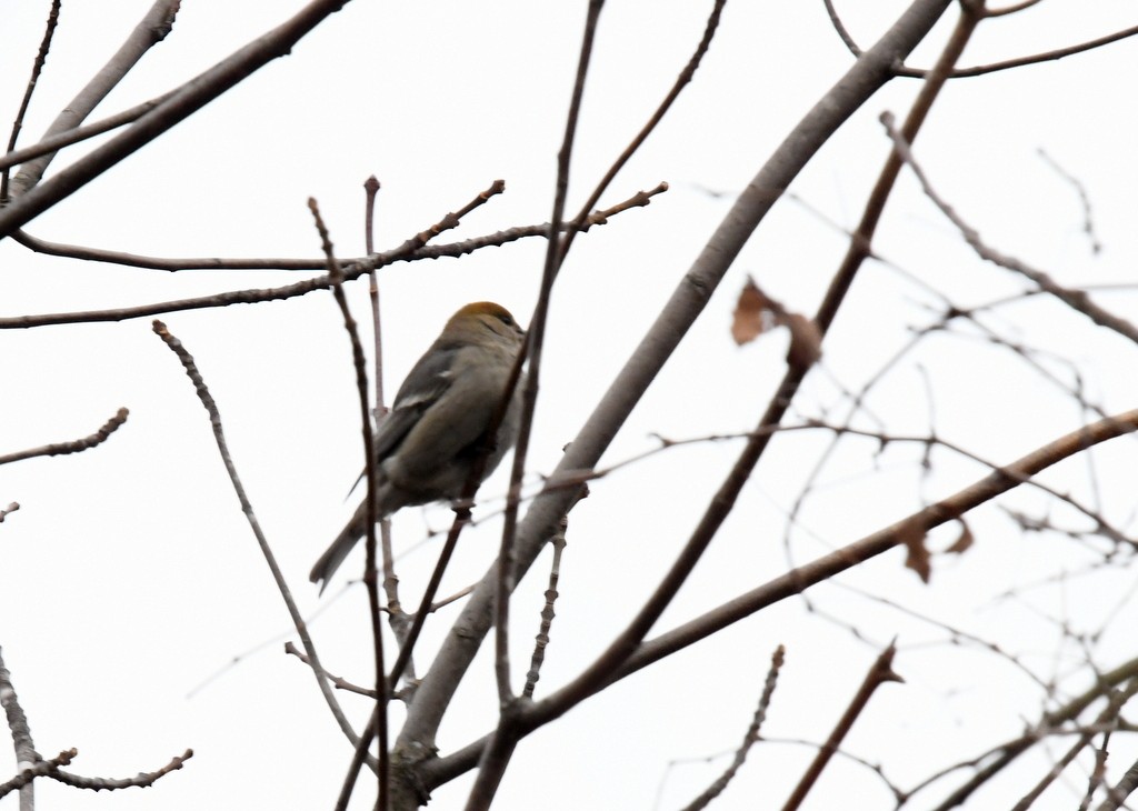 Pine Grosbeak - ML645274328