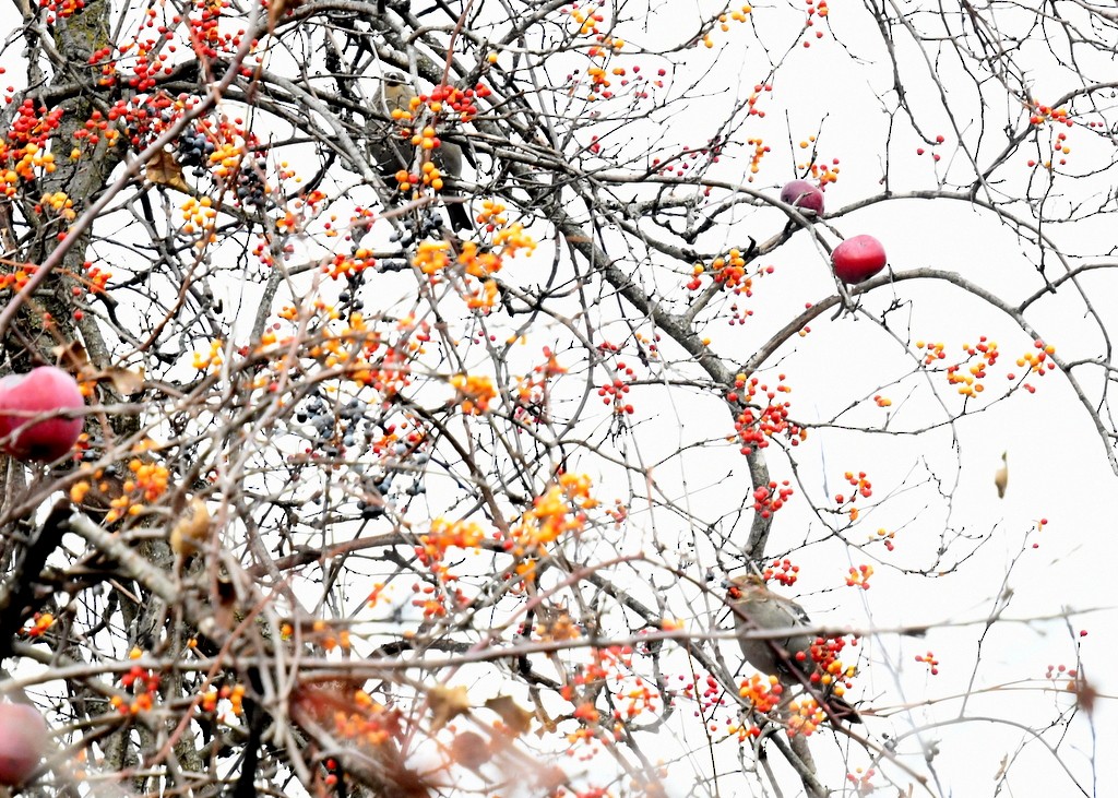 Pine Grosbeak - ML645274329