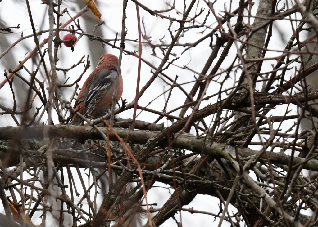 Pine Grosbeak - ML645274330