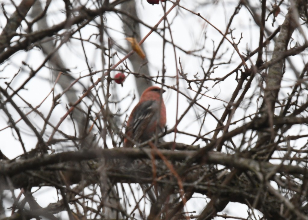 Pine Grosbeak - ML645274331