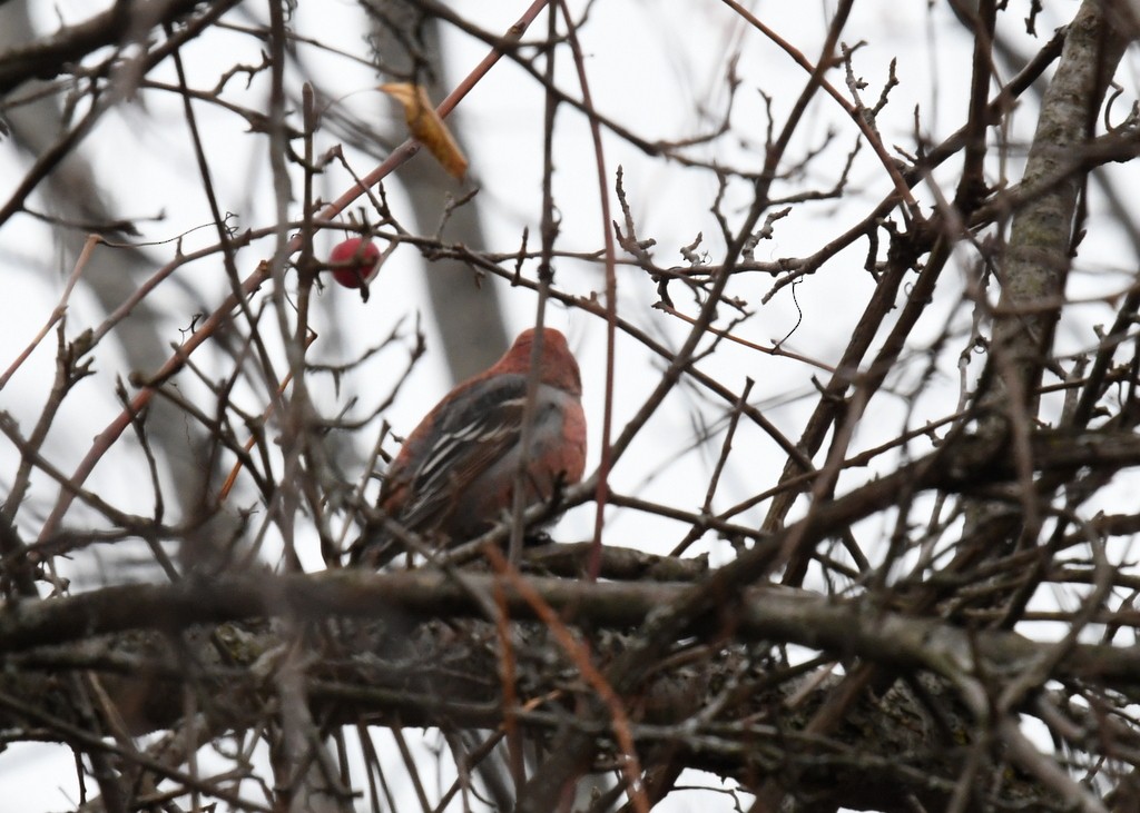 Pine Grosbeak - ML645274332