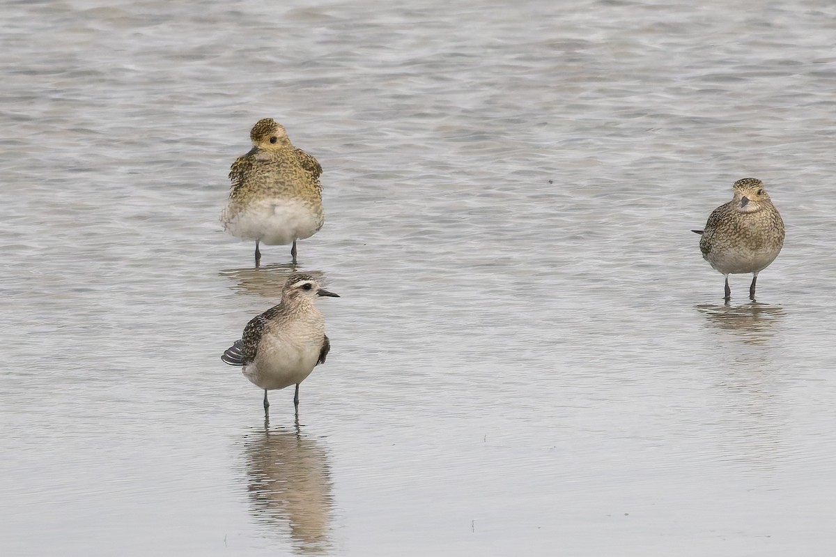 American Golden-Plover - ML645274336