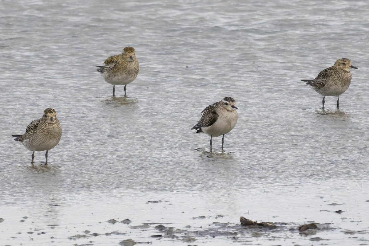 American Golden-Plover - ML645274337
